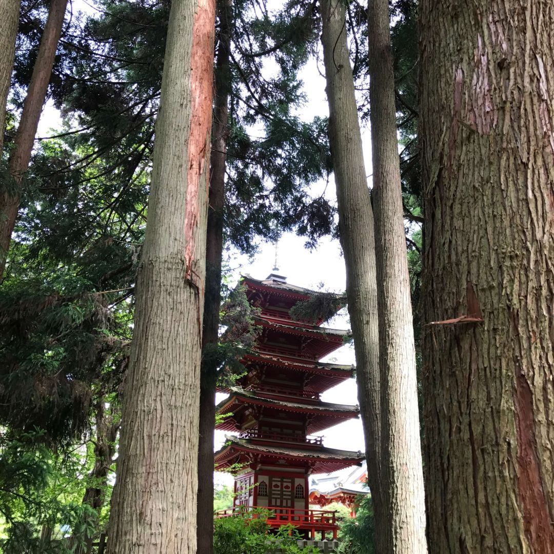 Traditional Japanese Architecture Amidst Pine Trees in the Japanese Tea Garden, San Francisco.